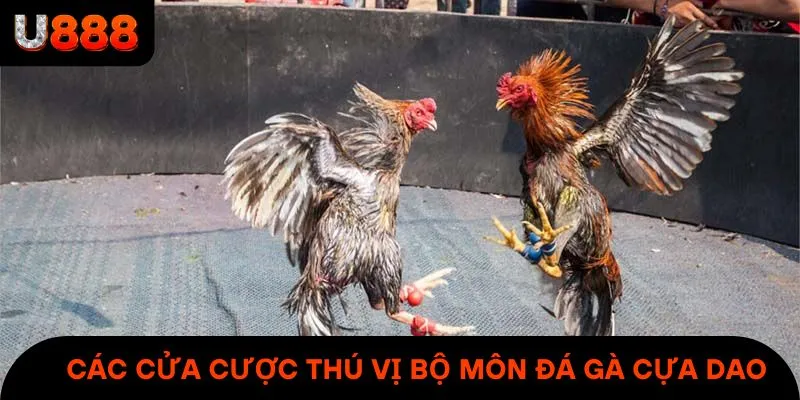 Các cửa cược hấp dẫn & thú vị bộ môn đá gà cựa dao