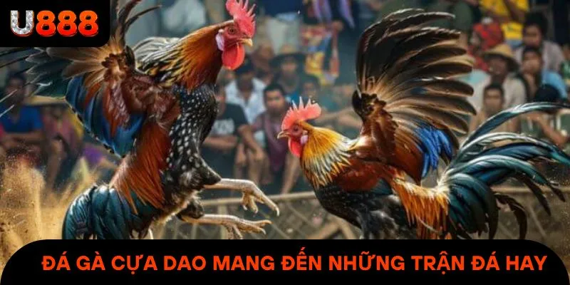 Đá Gà cựa dao mang đến cho mọi người những trận đá hay & hấp dẫn
