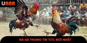 Đá Gà Thomo Tin Tức Mới Nhất & Mẹo Cá Cược Bất Bại Cho Newbie