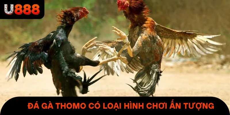 Đá gà thomo có đầy đủ loại hình chơi ấn tượng & khó quên