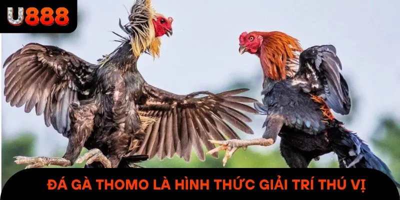 Đá gà thomo là hình thức giải trí thú vị & siêu hấp dẫn