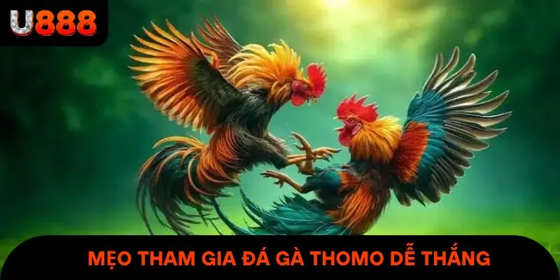 Mẹo tham gia đá gà thomo dễ thắng & rinh thưởng lớn