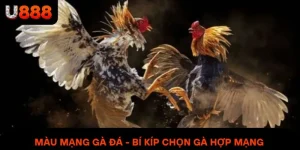 Màu Mạng Gà Đá - Bí Kíp Chọn Gà Hợp Mạng Mang Lại Tỷ Lệ Thắng Cao