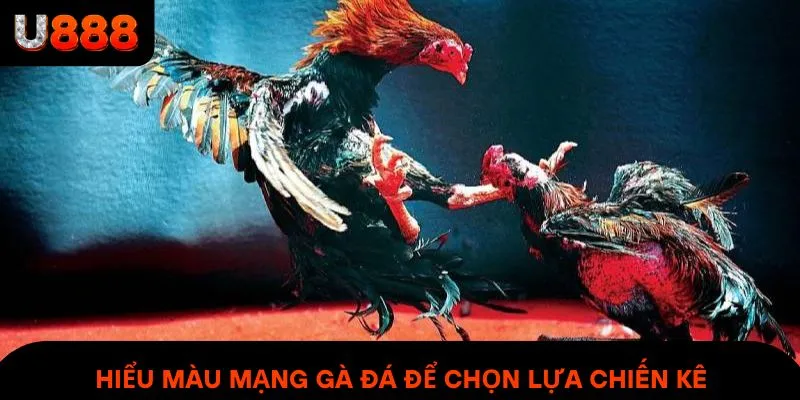 Hiểu màu mạng gà đá để chọn lựa chiến kê theo yếu tố phong thủy