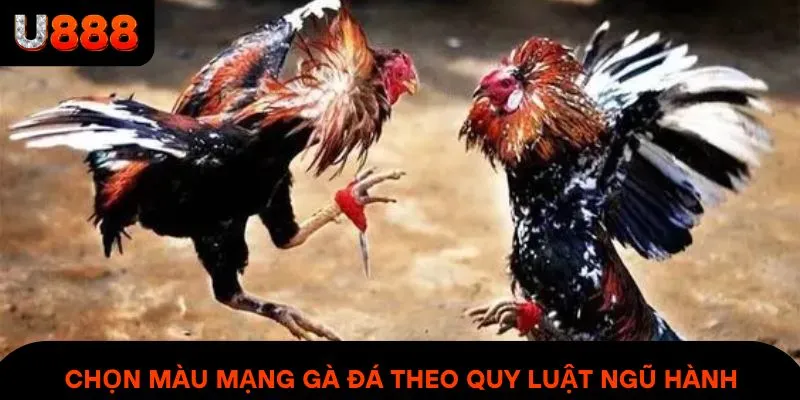 Chọn màu mạng gà đá tuân theo quy luật ngũ hành
