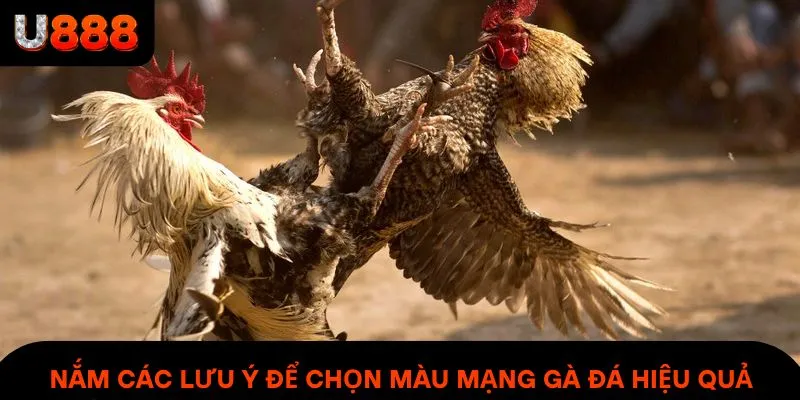 Nắm các lưu ý để chọn màu mạng gà đá hiệu quả