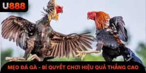 Mẹo Đá Gà - Bí Quyết Chơi Hiệu Quả Có Tỉ Lệ Thắng Cực Cao