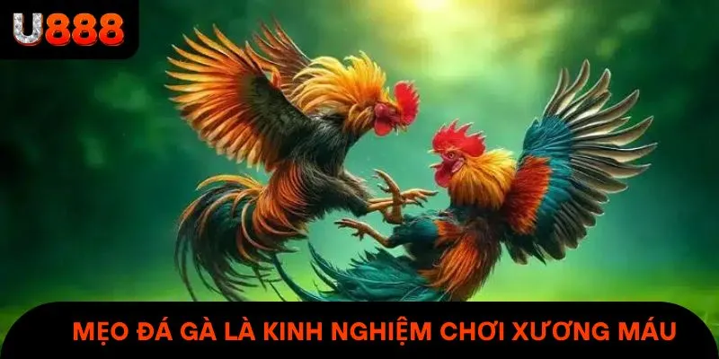 Mẹo đá gà thắng lớn là những kinh nghiệm chơi hay & xương máu