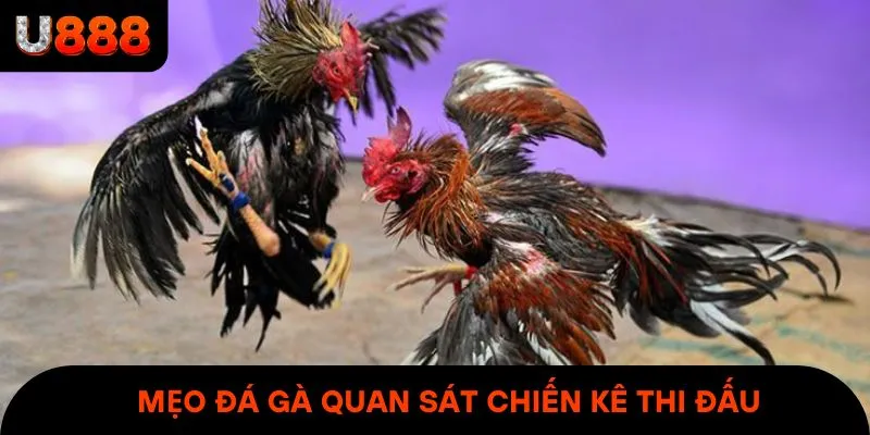 Mẹo đá gà quan sát chiến kê thi đấu & tìm hiểu thành tích của chúng
