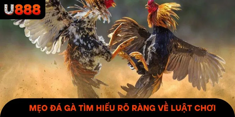 Mẹo đá gà tìm hiểu rõ ràng về luật chơi