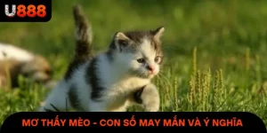 Mơ Thấy Mèo - Con Số May Mắn Và Ý Nghĩa Như Thế Nào