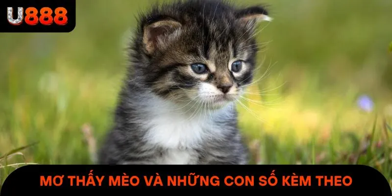 Mơ thấy mèo và những con số ý nghĩa kèm theo