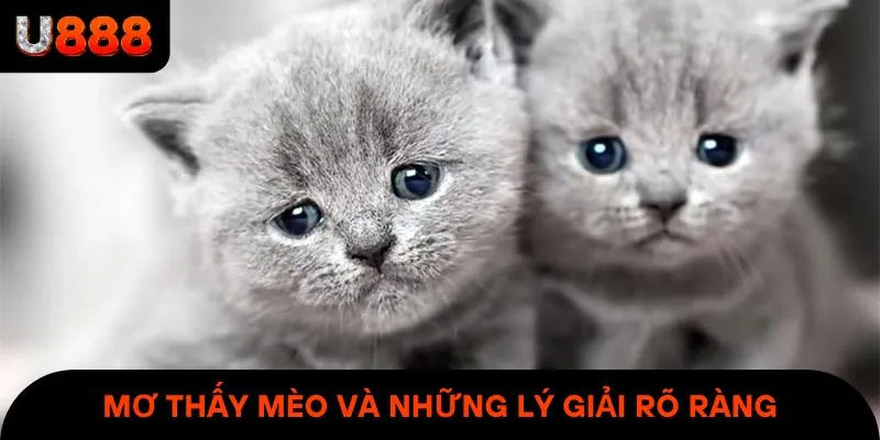 Mơ thấy mèo và những lý giải rõ ràng