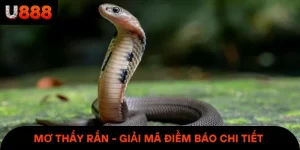 Mơ Thấy Rắn - Giải Mã Điềm Báo Chi Tiết Và Con Số May Mắn