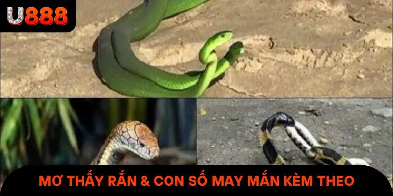 Mơ thấy rắn & bảng con số may mắn kèm theo