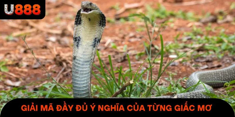 Mơ thấy rắn & thông điệp kèm theo giấc mộng