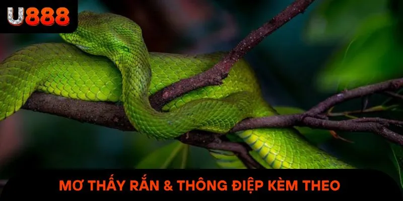 Giải mã đầy đủ ý nghĩa của từng giấc mơ thấy rắn 